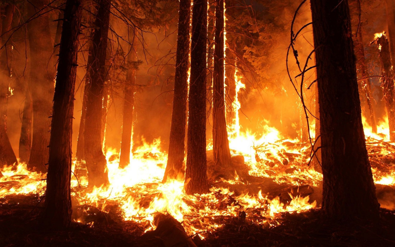 BPA adds public safety power shutoff procedure to wildfire plan