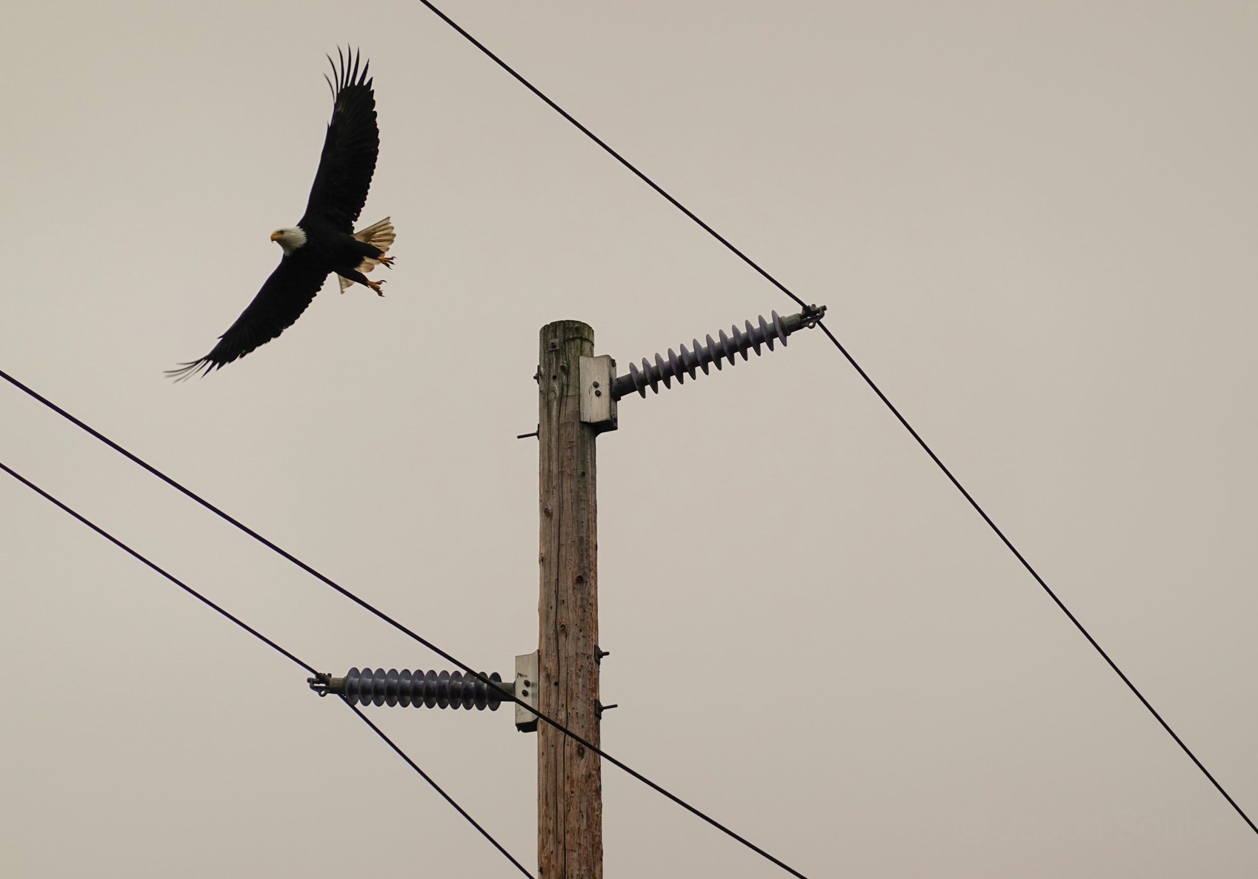 Eagle flying past a power pole