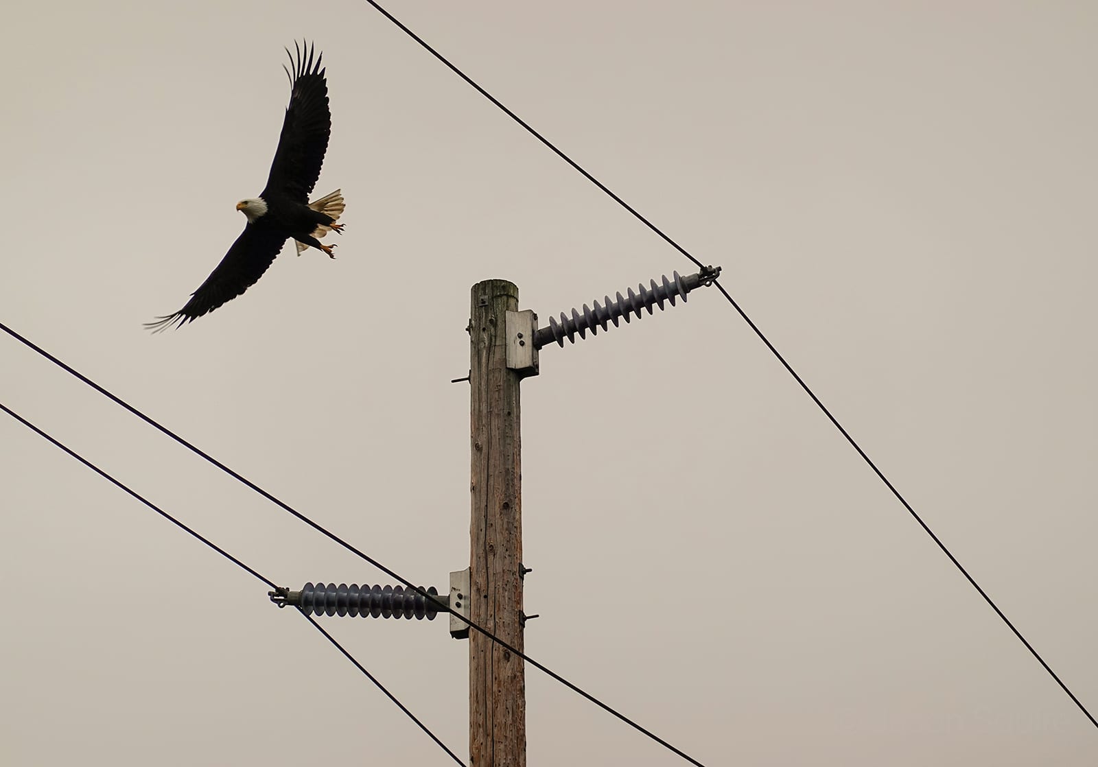 Eagle flying near power lines