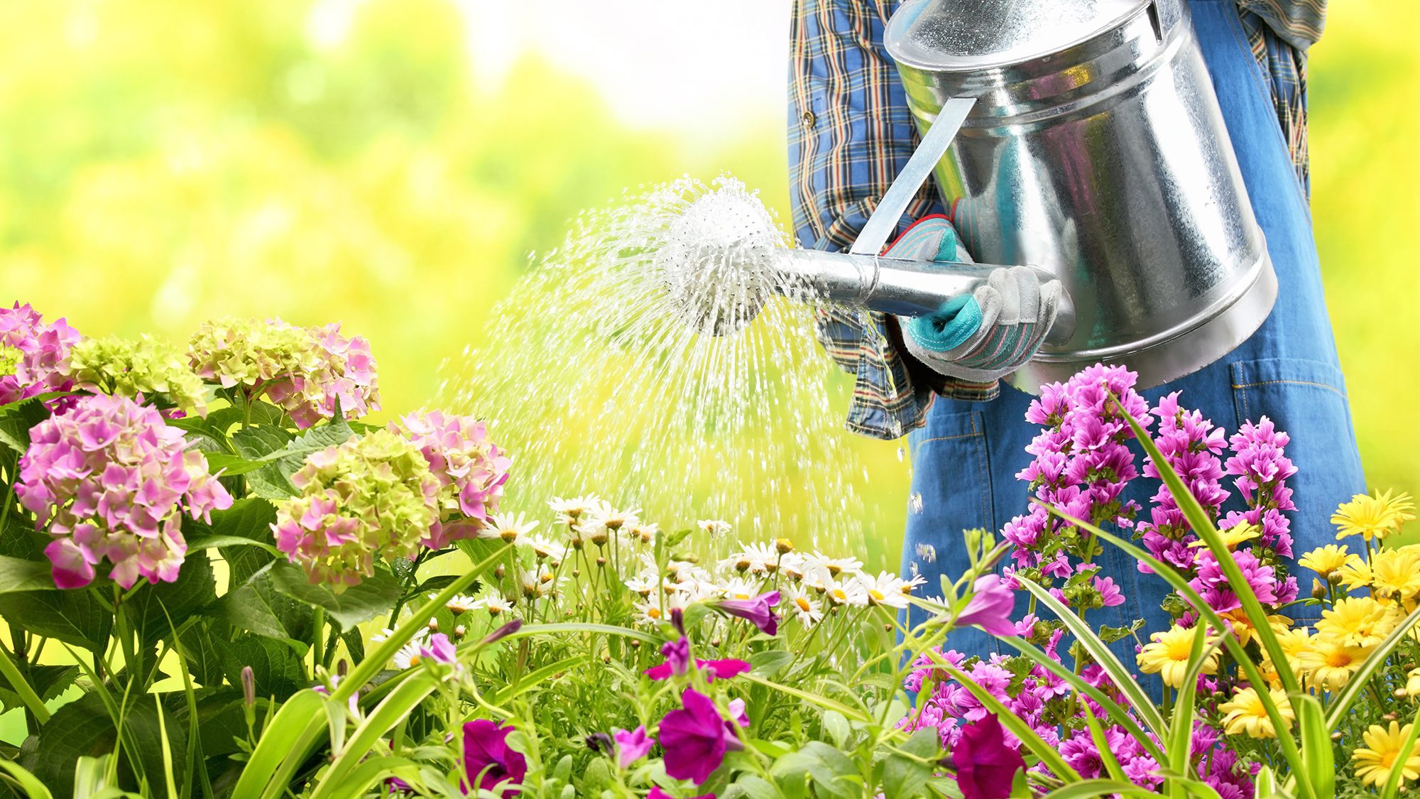 Using a watering can to water flowers