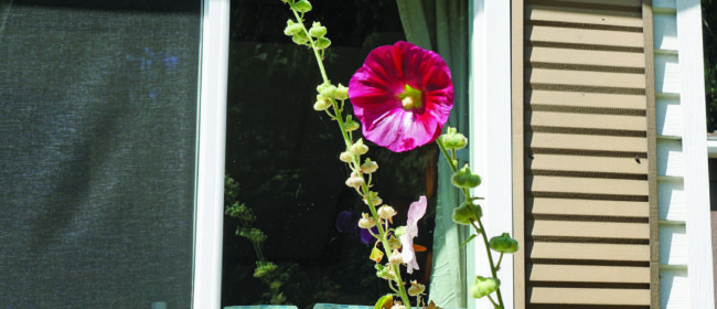 Magenta flower in front of a small window