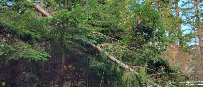 Trees and branches have fallen on distribution lines as a result of a storm