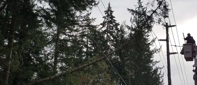 Trees and branches have fallen on distribution lines as a result of a storm