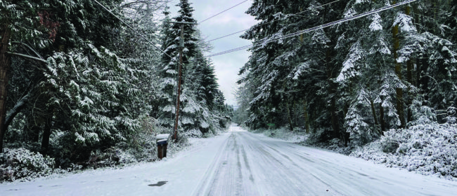 Snowy road surrounded by snow covered trees