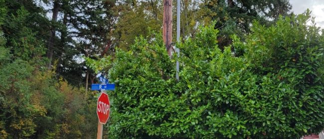 Tree branches and shrubbery obstructing a utility pole and transformers