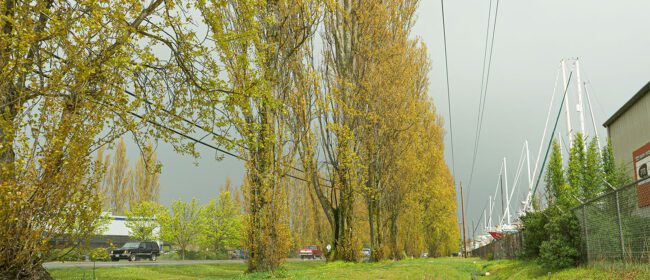 Transmission lines beside tall trees on Sims Way