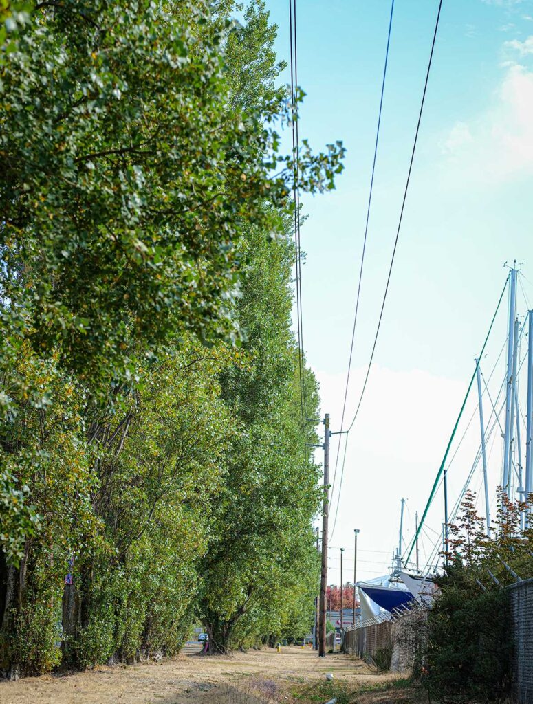 Tree branches that will be affected by the trimming