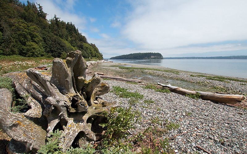 Driftwood on the shore of Shine Tidelands State Park on Bywater Bay near Port Ludlow in the Puget Sound in Washington State USA