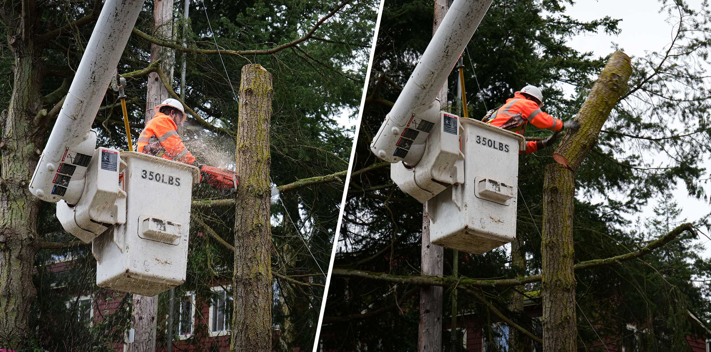 Trimming crew cuts sections of tree along Cook Ave.