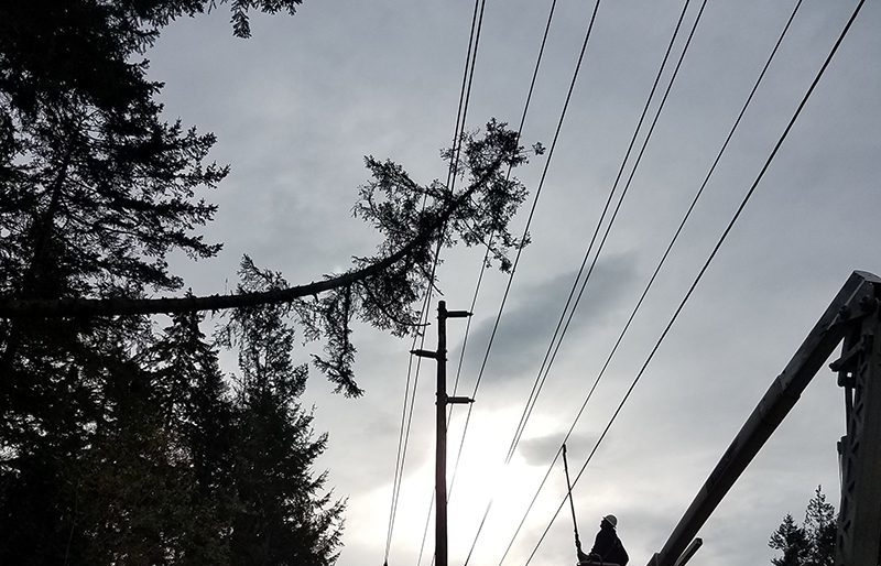 Tree branch on cables, lineman in a bucket to the bottom right of the picture