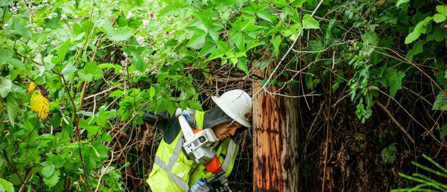 Pacific pole inspector bores a hole into a utility pole