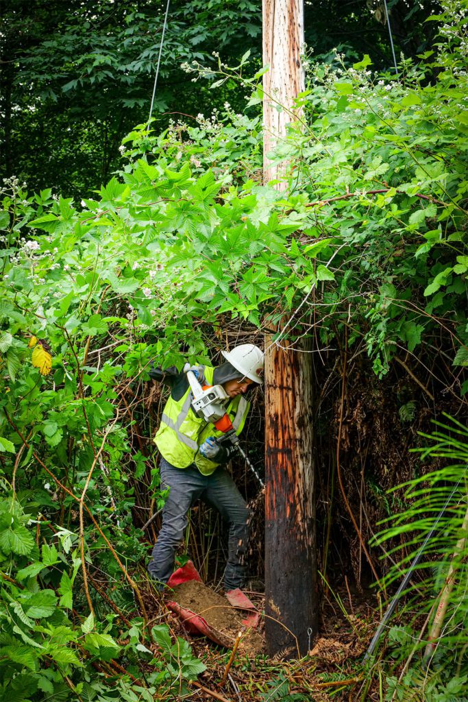 Worker is bright yellow safety vest, surrounded by sticker bushes, drills a hole in a utility pole for testing.
