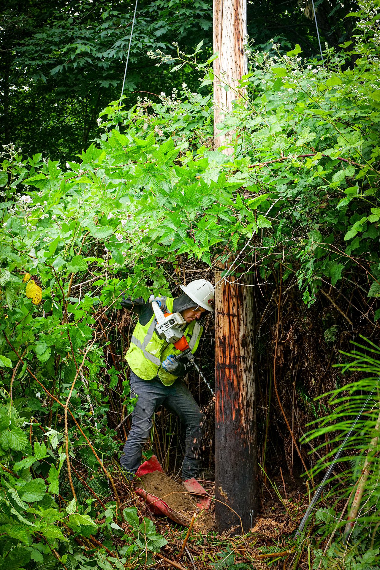 Pacific pole inspector bores a hole into a utility pole