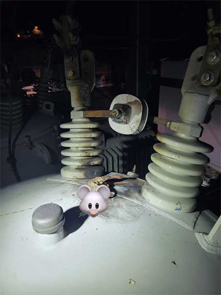 a rat sits atop a substation regulator during an outage 