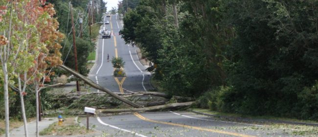 Trees fallen across power lines and road creating an outage