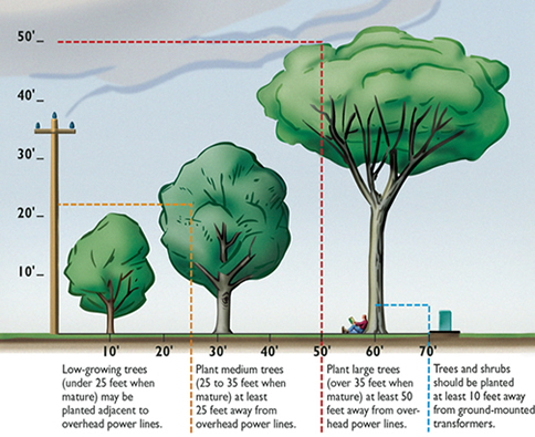 illustration on tree planting