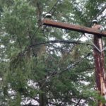 fallen limb straddling two phases (wires) causing an outage.