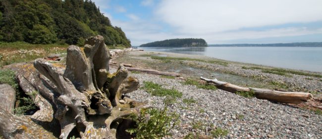 Driftwood on the beach